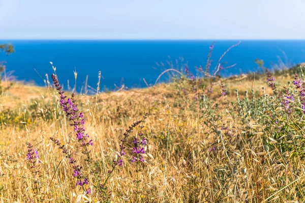 Landscape of the Black Sea coast in a Crimea. Steppe — Stock Photo, Image