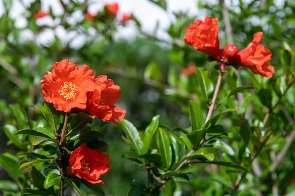 Arbusto de romã florido com flores vermelhas — Fotografia de Stock
