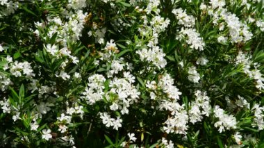 Güneşli bir günde güzel beyaz çiçekaçan oleander
