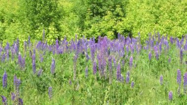 Çiçeklenme lupins ile güzel Glade