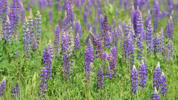 Красивая поляна с цветущими люпинами — стоковое видео