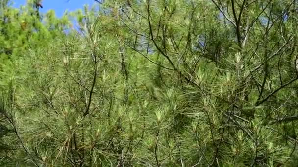 Las hermosas ramas de pino mediterráneo — Vídeo de stock