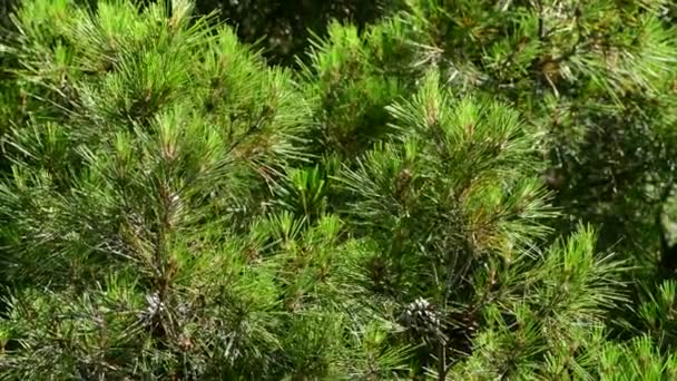 The Beautiful branches of Mediterranean pine — Stock video