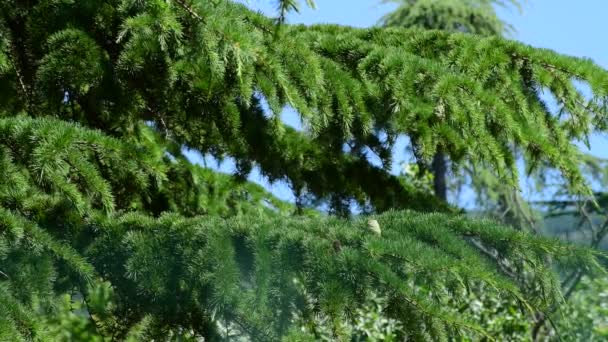A árvore Spruce em um dia ensolarado — Vídeo de Stock