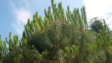 Akdeniz 'in güzel dalları