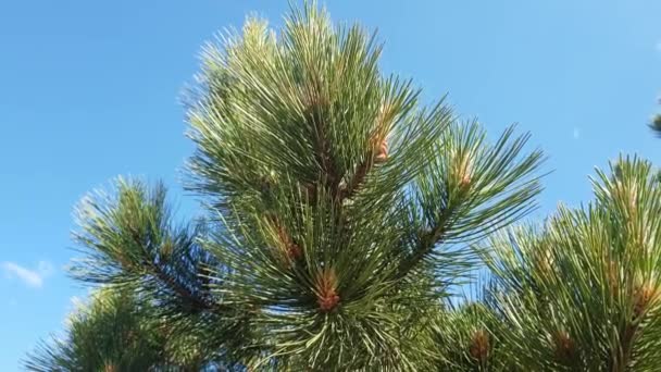 Les belles branches du pin méditerranéen — Video