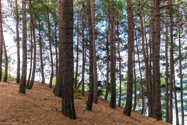 Um fragmento de uma floresta de pinheiro em uma encosta — Fotografia de Stock