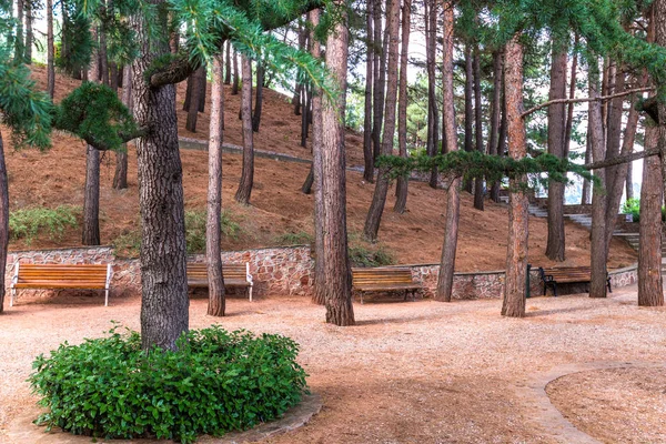 Fragmento de un parque de pinos con bancos de madera —  Fotos de Stock