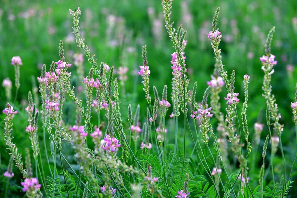 The Beautiful wild heather closeup a shot — Stock Photo, Image