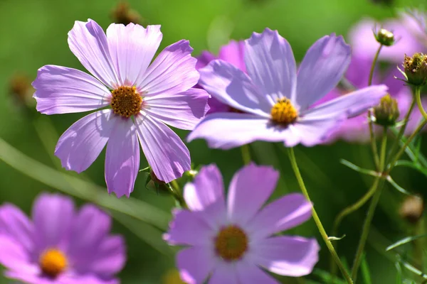 Las muchas bellas margaritas rosadas grandes al aire libre — Foto de Stock