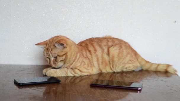 Прекрасная рыжая кошка лежит на столе рядом с двумя сотовыми телефонами — стоковое видео