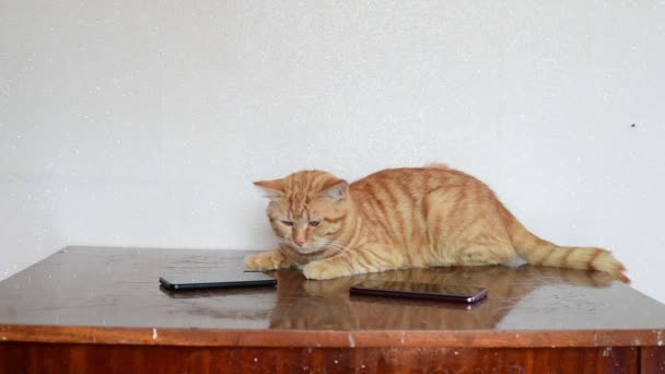 Um belo gato de gengibre está na mesa ao lado de dois telefones celulares — Vídeo de Stock