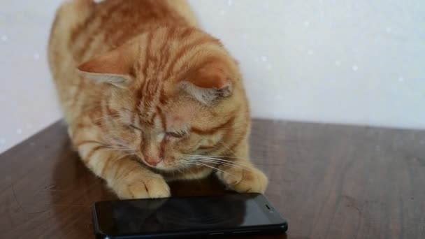 Червоний кіт з інтересом дивиться на екран мобільного телефону — стокове відео