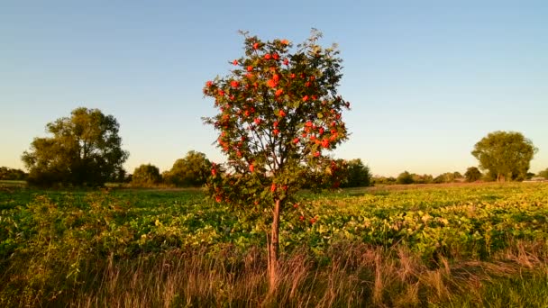 Zonsondergang landelijk landschap met een rowan boom — Stockvideo