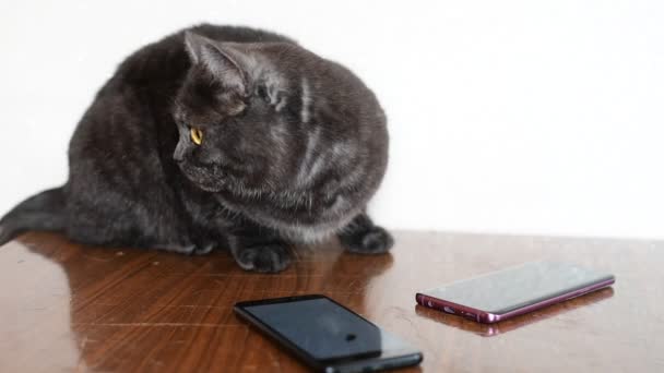 Yetişkin kedi akıllı telefonların yanındaki masada oturuyor. — Stok video