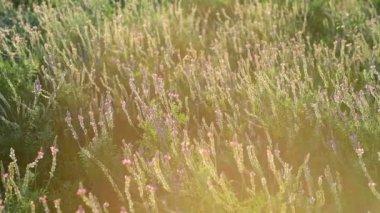 Güzel Vahşi Heather 'ın yakın çekimi. Gün batımı