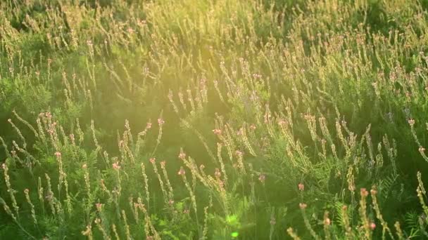 De mooie wilde heide dichtbij een schot. Zonsondergang — Stockvideo