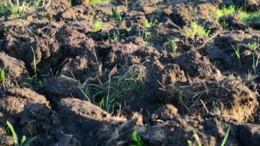 Ot ile sürülmüş toprak parçası