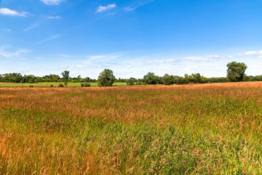 Yazın Rusya 'nın bozkırlarında sonbahar doğası