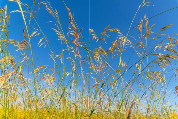 La avena salvaje contra un cielo azul — Foto de Stock