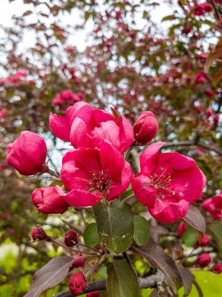 Äppelträd Med Röda Blommor Våren — Stockfoto