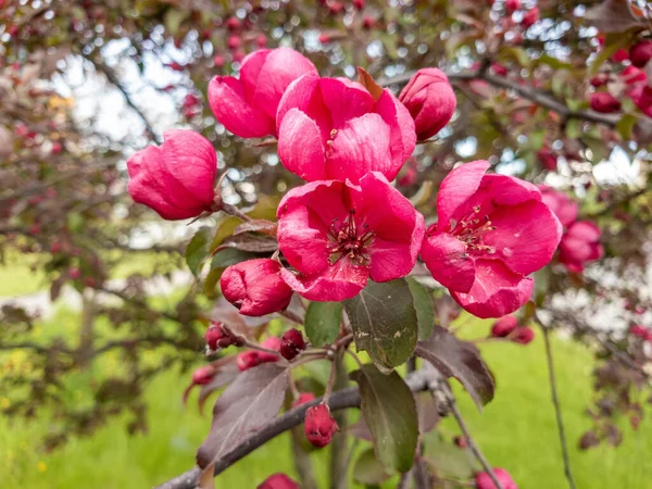 春天开着红花的苹果树 — 图库照片