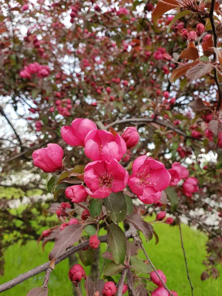 Apple tree with red flowers in the spring