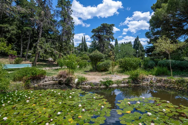 Krásná Příroda Krymu Rybník Lekníny Parku — Stock fotografie