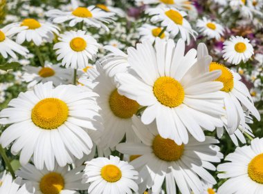Beyaz yapraklı güzel büyük papatyalar.