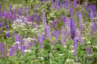 Güzel çiçek açan pembe lupin çayırda