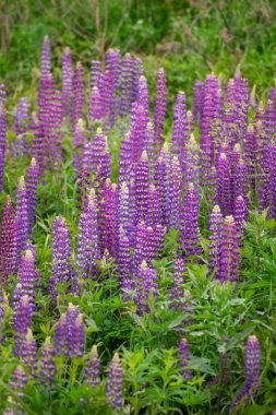 Güzel çiçek açan pembe lupin çayırda