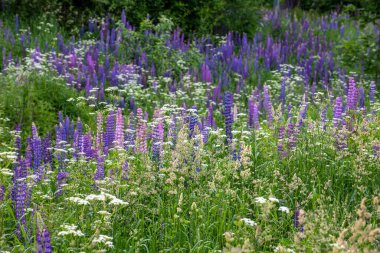 Otlu ve çiçek açan luplu güzel bir çayır.