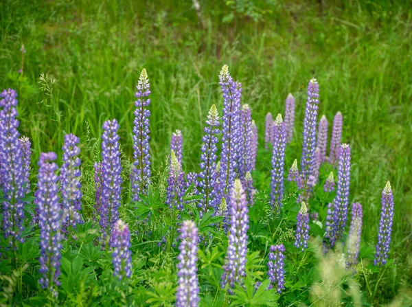 草地上美丽的花蓝色和粉色丁香花 — 图库照片