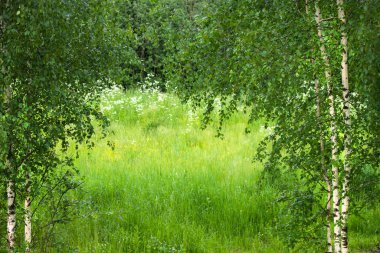 Çayırı olan güzel bir huş ağacı.