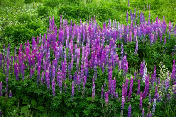 牧草地で美しい開花ピンクのライン — ストック写真