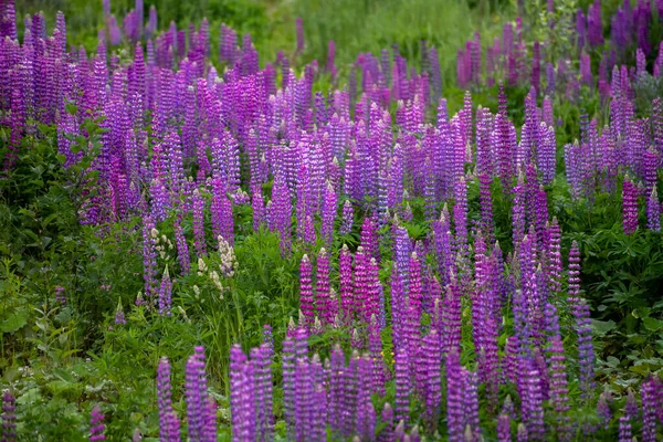 Güzel Çiçek Açan Pembe Lupin Çayırda — Stok fotoğraf