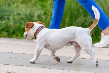 American Staffordshire Teriyeri sahibinin yanına yürür.