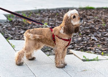 Genç bir cocker spaniel tasmayla yürüyor