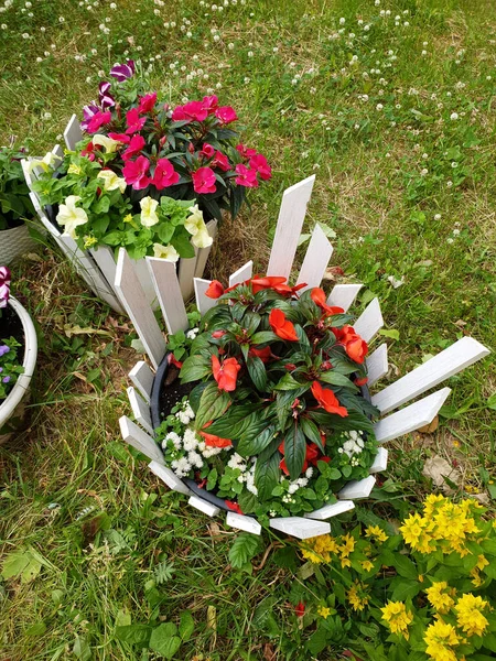 Small flower beds with the different colors — Stock Photo, Image