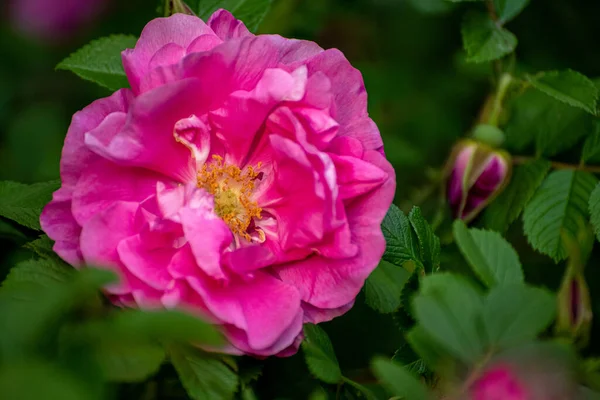 Een Roze Bloemen Van Wilde Roos Het Voorjaar — Stockfoto