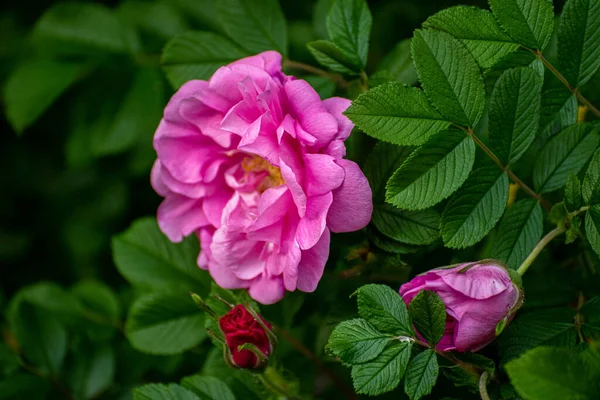 Pink Flowers Wild Rose Spring — Stock Photo, Image