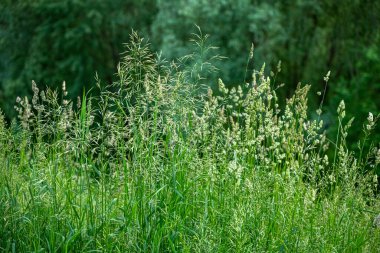 Güzel çayır çayır çimenleri kapanıyor