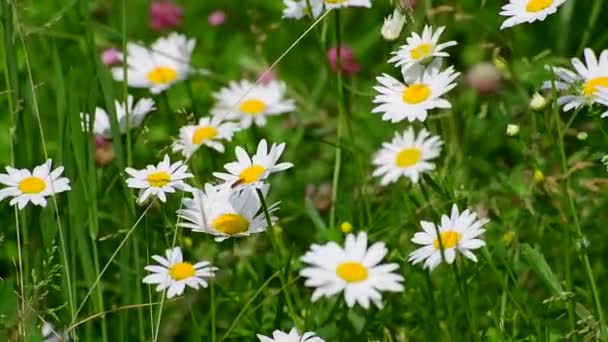 Schöne große Gänseblümchen mit weißen Blütenblättern — Stockvideo