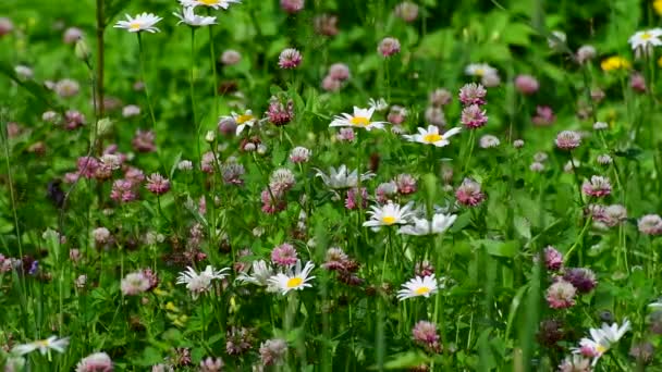 Belle prairie russe avec marguerites et trèfle — Video