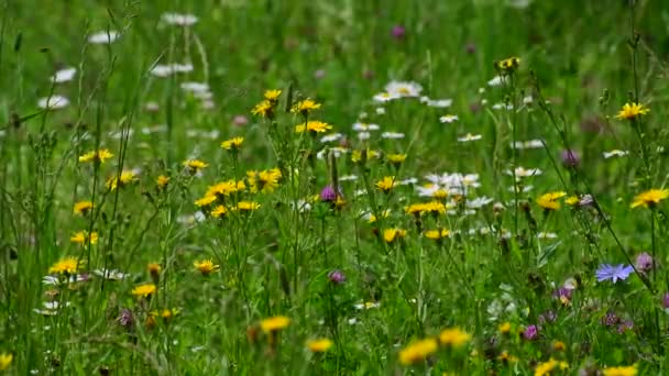 Beautiful Russian meadow with field sow thistle, daisies and clover — Stock Video