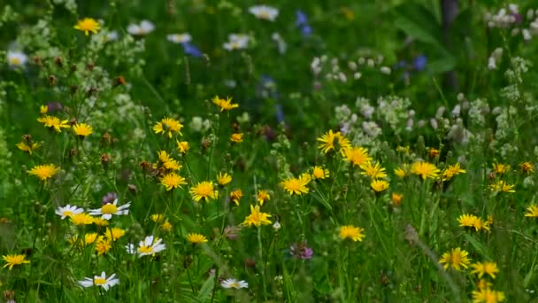 Beautiful Russian meadow with field sow thistle, daisies and clover — Stock Video