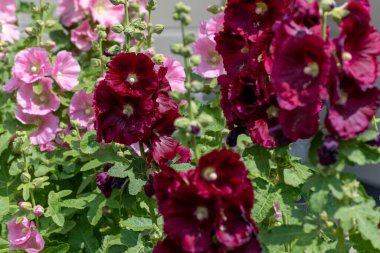 Güzel pembe dekoratif mallow yakın çekim