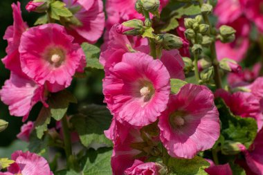 Güzel pembe dekoratif mallow yakın çekim