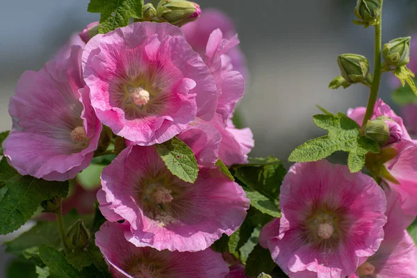 Beautiful Pink Decorative Mallow Closeup — Stock Photo, Image