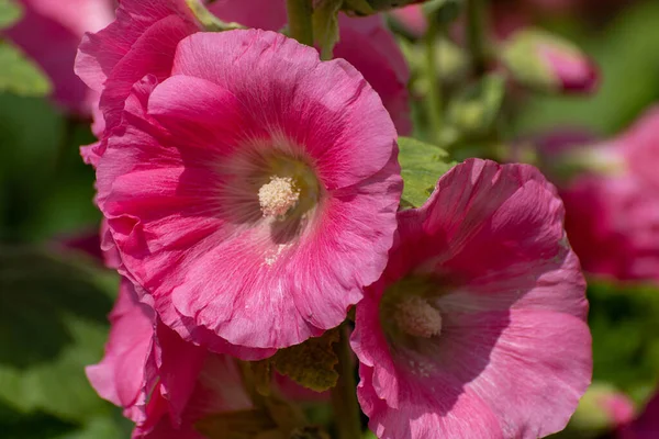 Beautiful Pink Decorative Mallow Closeup — Stock Photo, Image